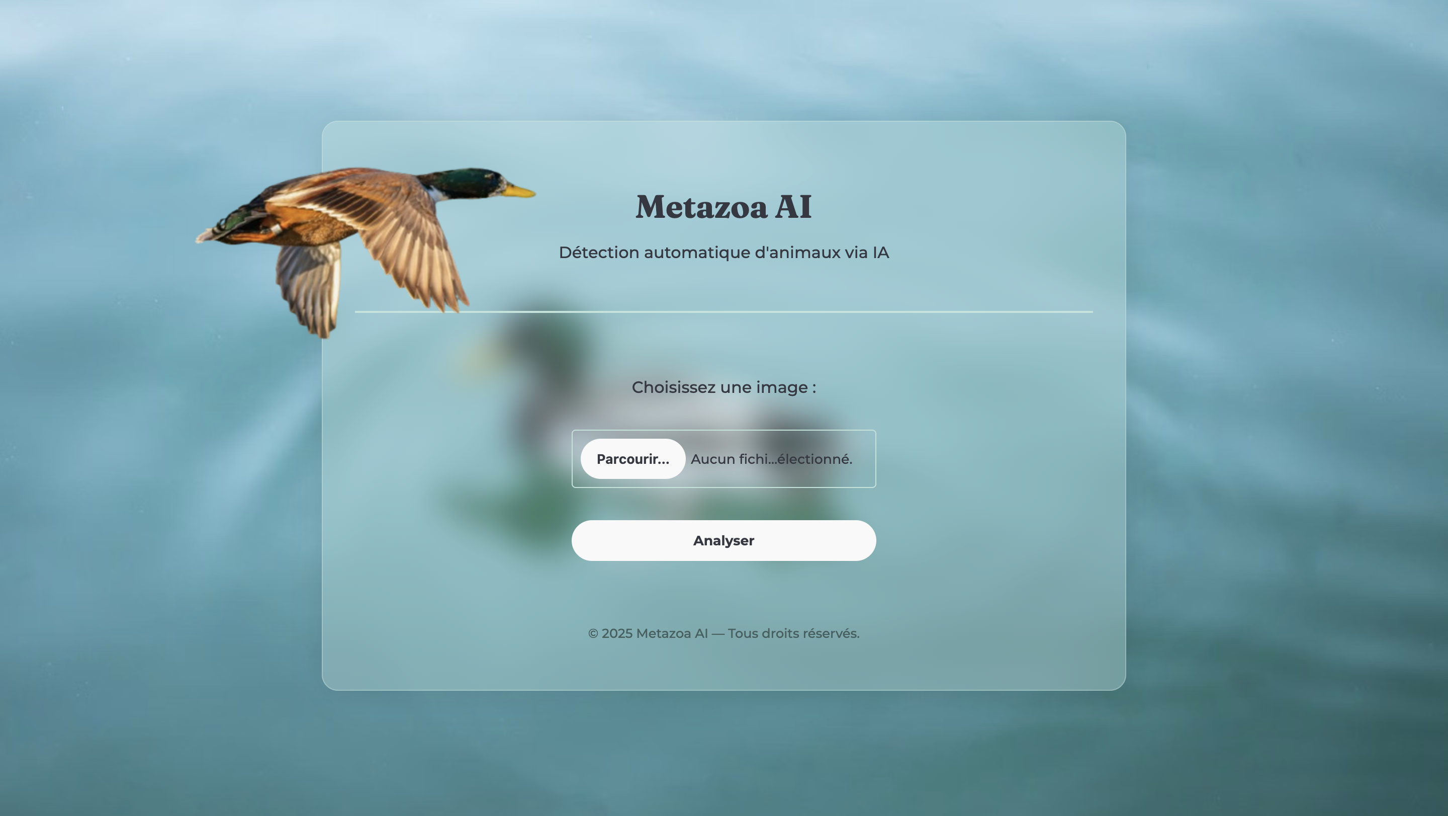 Metazoa 1
