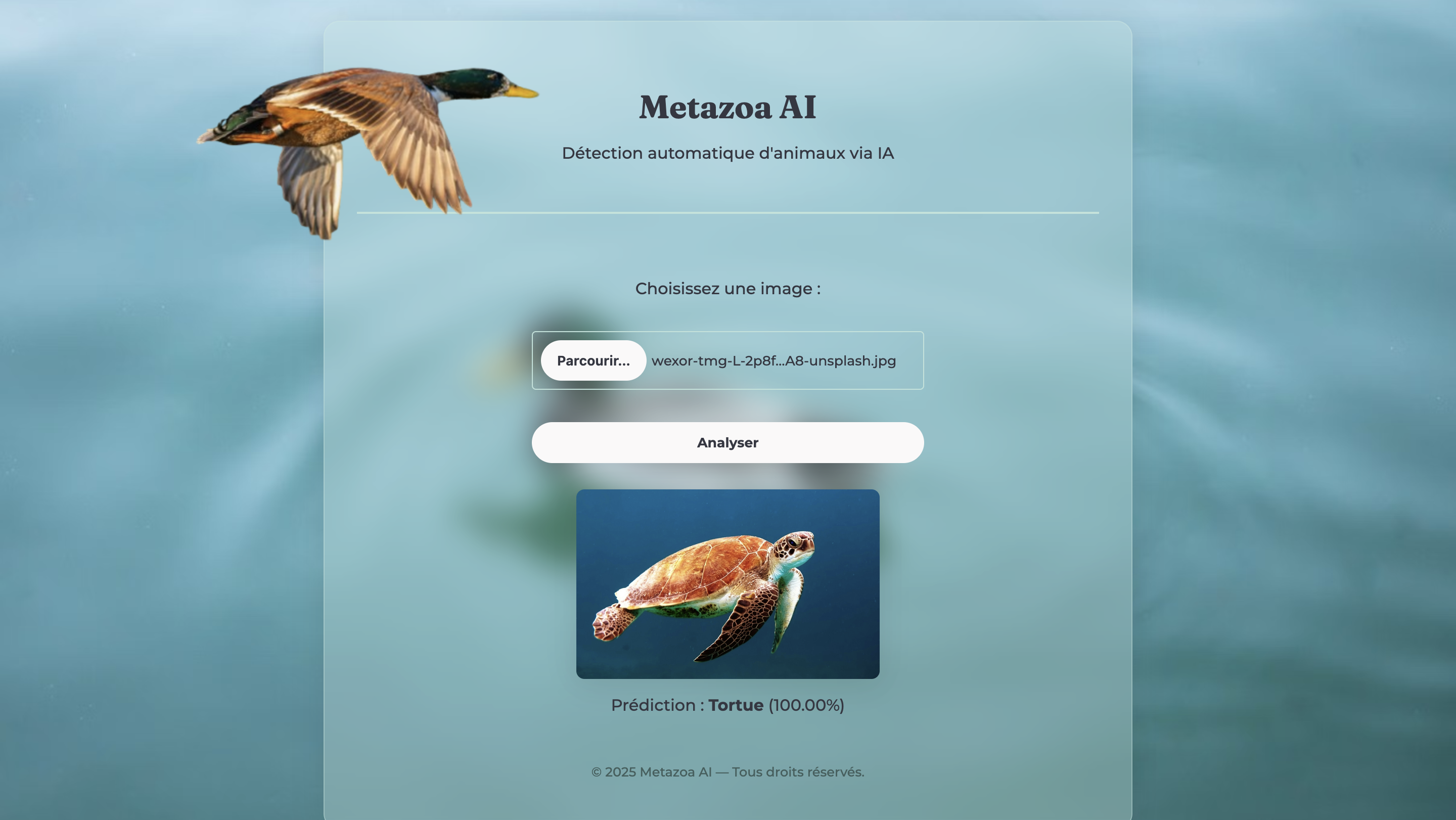 Metazoa 2