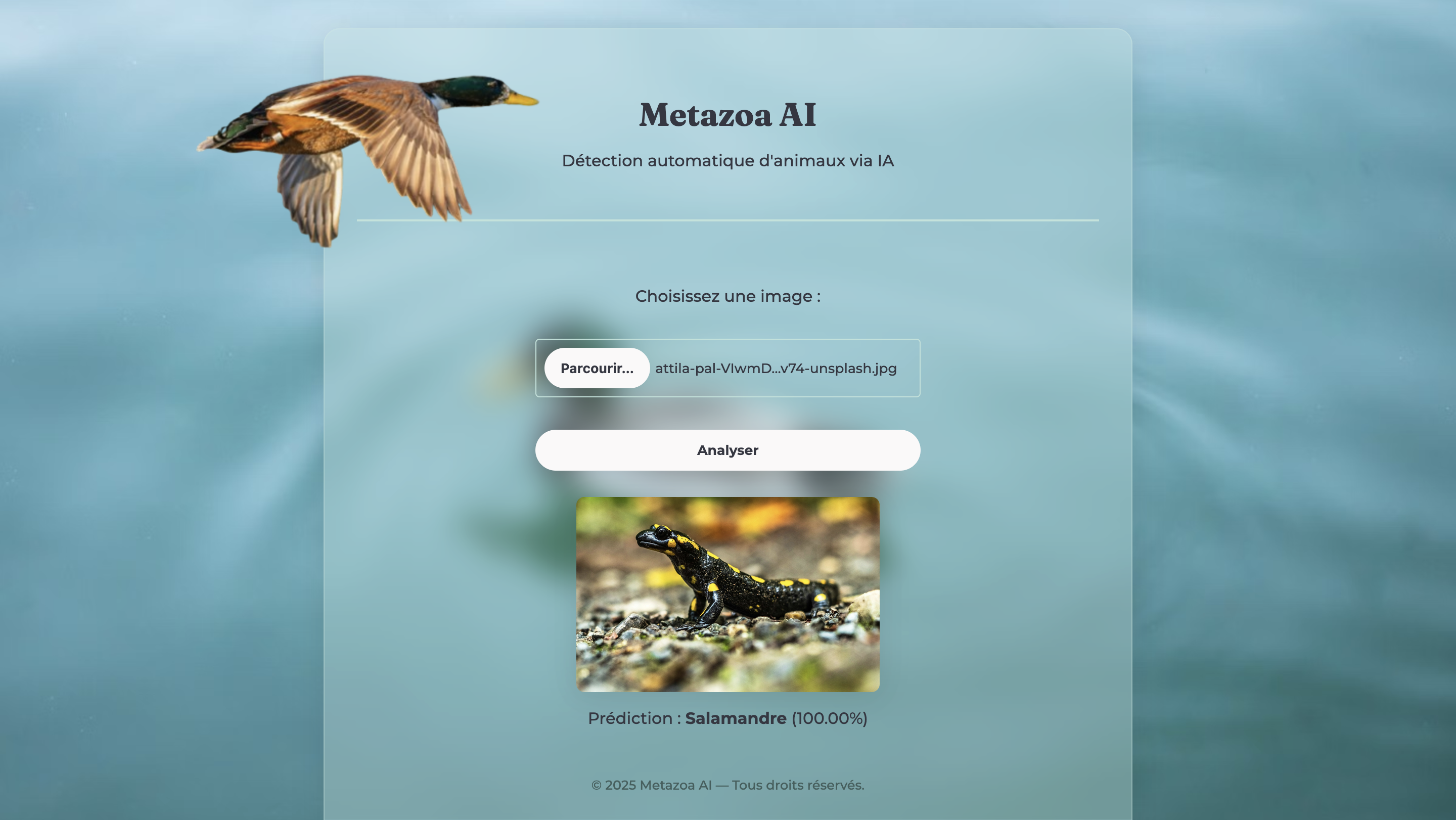 Metazoa 3